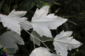 populus alba (1) (1200 x 800).jpg_product_product_product